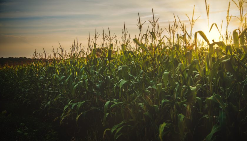 corn field at sunset