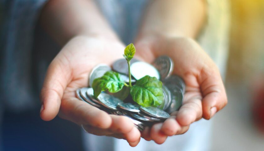 person holding green and white flower